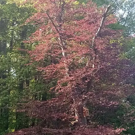 Bukowe Zacisze Ubytování v soukromí
