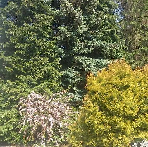 Bukowe Zacisze * Гонски