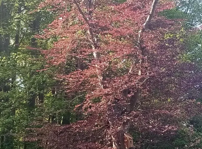 Bukowe Zacisze Проживание в семье
